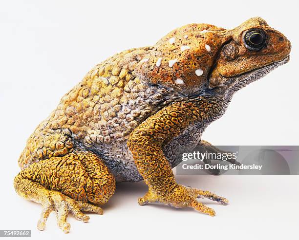 cane toad (bufo marinus) - giant frog stock pictures, royalty-free photos & images