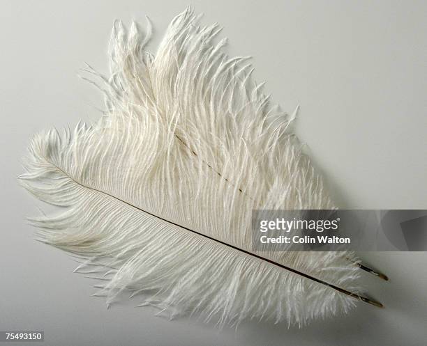 pure white ostrich feathers - pluma de avestruz fotografías e imágenes de stock