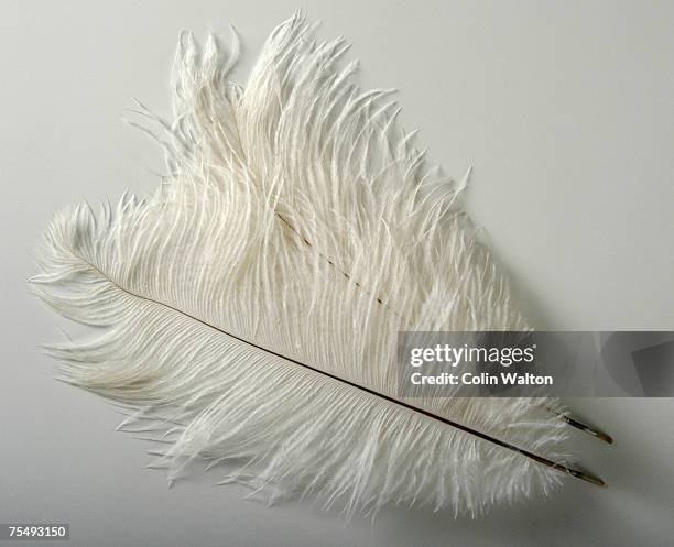 pure white ostrich feathers - ostrich feather stockfoto's en -beelden