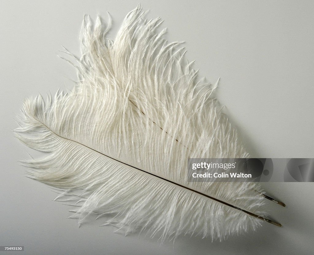 Pure white Ostrich feathers