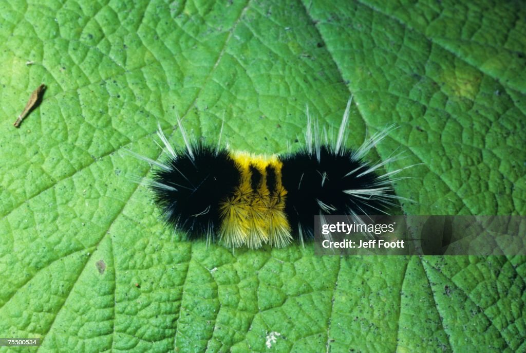 Close up of caterpillar on leaf