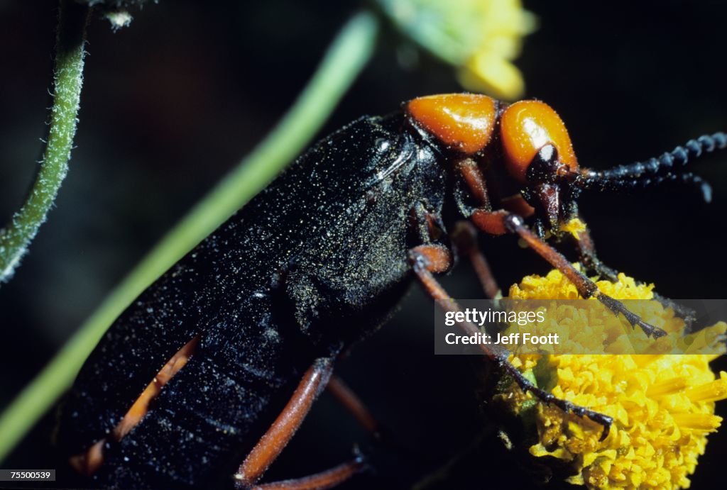 Desert beetle ( Lytta magister) eating flower, Sonoran Desert, Organ Pipe Cactus National Monument, Arizona, USA