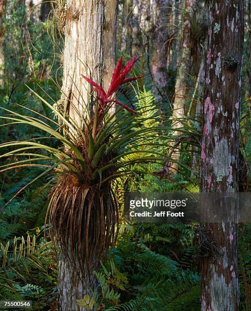cardinal air plant ( tillandsia fasciculata) on bald cypress (taxodium distichum) on bald cypress, loxahatchee wildlife refuge, florida, usa - fasciculata stock pictures, royalty-free photos & images