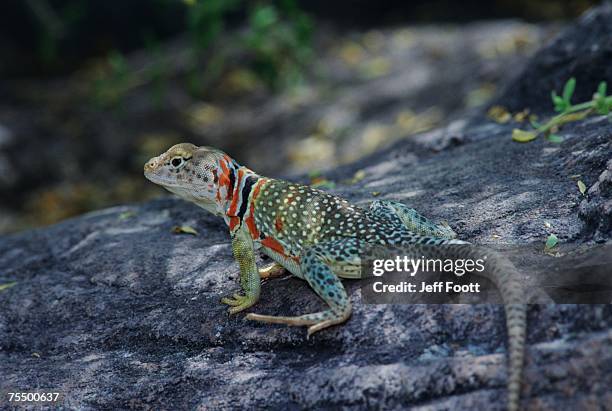 collared lizard (crotaphytus collaris) gravid female, arizona - lagarto de collar fotografías e imágenes de stock