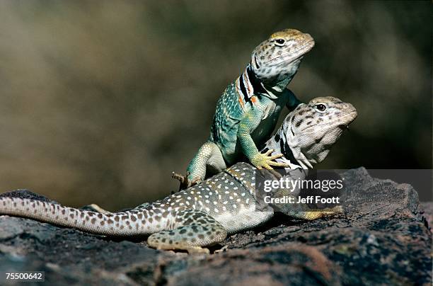 collared lizard (crotaphytus collaris) male and female, sonoran desert - lagarto de collar fotografías e imágenes de stock