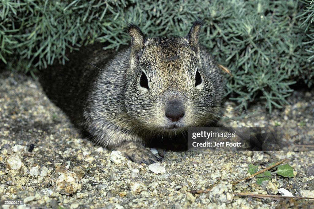 California ground squirrel (Spermophilus beecheyi) Fort Lobos State Reserve, California, USA