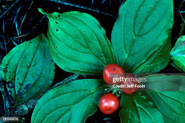 bunchberry cornaceae dogwood (cornus canadensis.) in bloom with green leaves and small red berries, oregon, usa - bunchberry cornus canadensis stock pictures, royalty-free photos & images