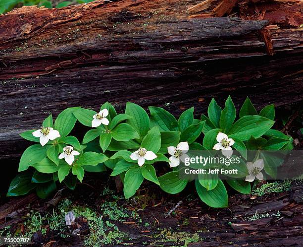 a group of flowering bunchberry flowers (cornus canadensis) grow against a rotting log - bunchberry cornus canadensis stock pictures, royalty-free photos & images