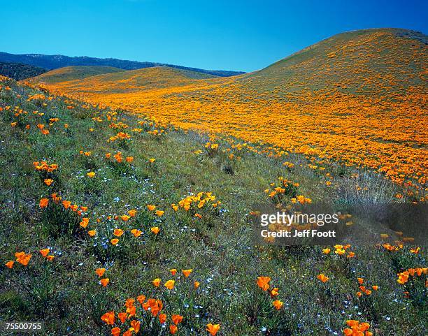 california poppies (eschscholzia californica) bloom on a hillside, antelope valley poppy reserve, mojave desert, california, usa - antelope valley poppy reserve stock pictures, royalty-free photos & images