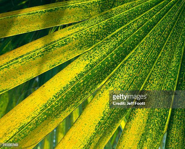 detail of backlit saw palmetto (serenoa repens) leaves, florida, usa - saw palmetto stock pictures, royalty-free photos & images