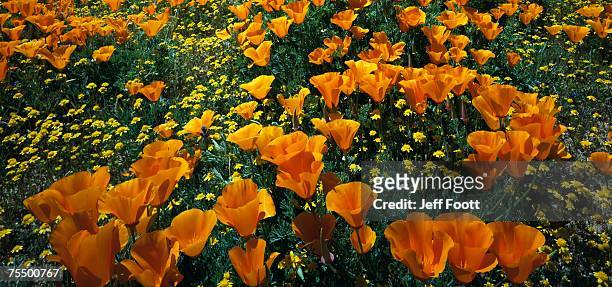 detail of goldfields  (lasthenia chrysotoma) and california poppy  (eschscholzia california) in bloom, antelope valley poppy reserve, mojave, california, usa - antelope valley poppy reserve stock pictures, royalty-free photos & images