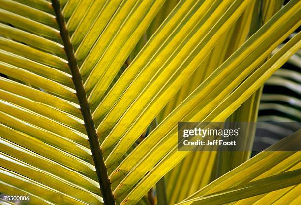 detail of palm fronds,  bird island, republic of seychelles, africa - fan palm tree stock-fotos und bilder