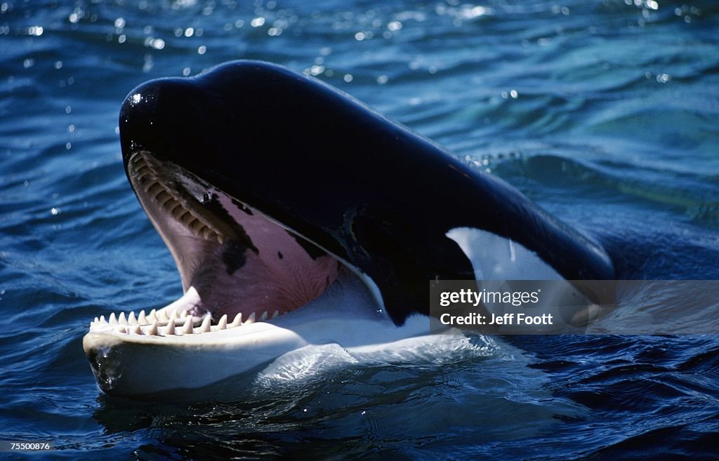 Killer whale (Orcinus orca) head