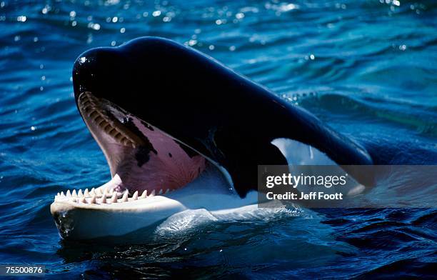 killer whale (orcinus orca) head - animal mouth open stock pictures, royalty-free photos & images