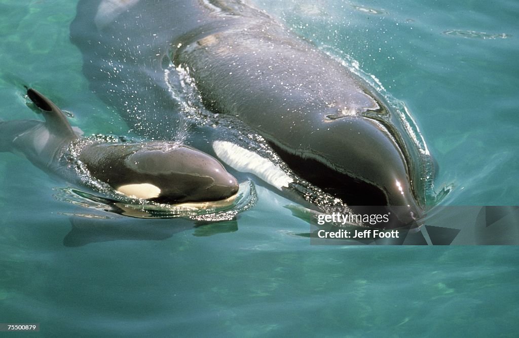 Killer whale (Orcinus orca) mother with calf