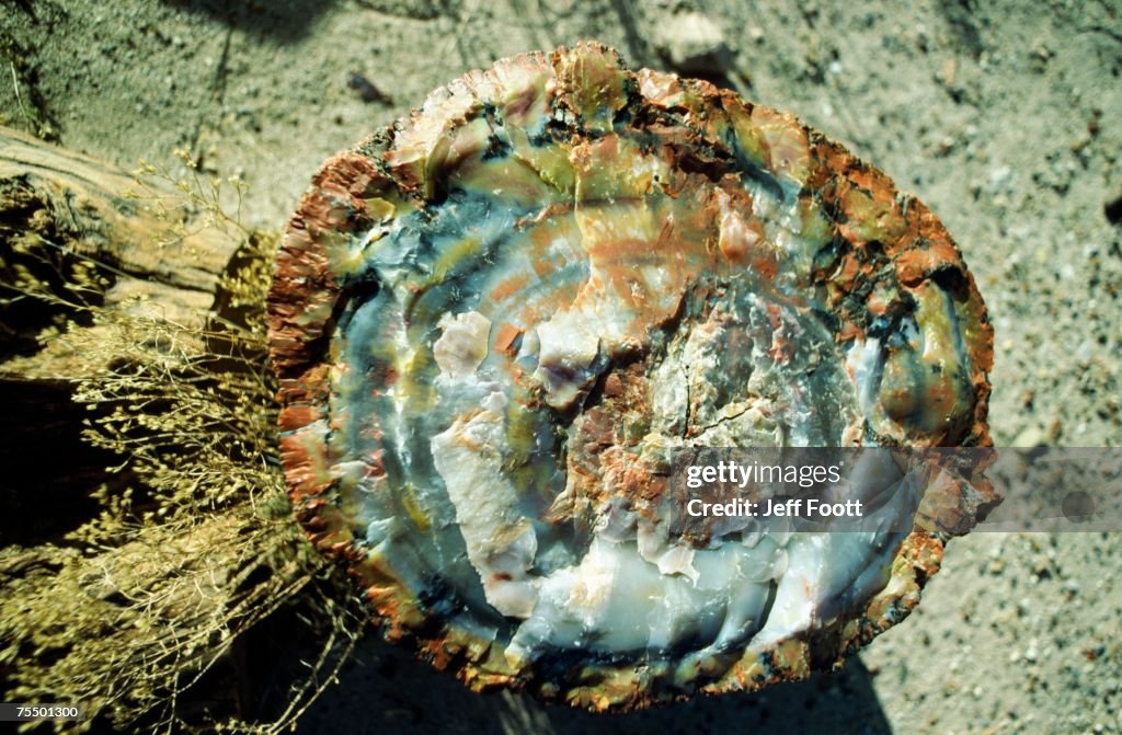 Petrified tree. Petrified Tree NP. USA