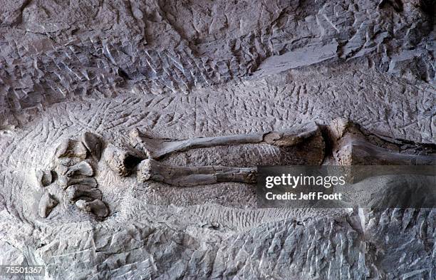 dinosaur fossils in rocks. usa dinosaur national monument, utah - dinosaur national monument stock pictures, royalty-free photos & images