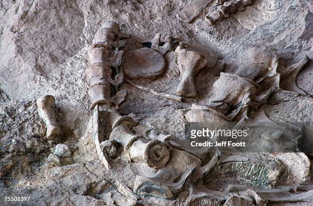 dinosaur fossils in rocks. usa dinosaur national monument, utah - archaeological remains stock pictures, royalty-free photos & images