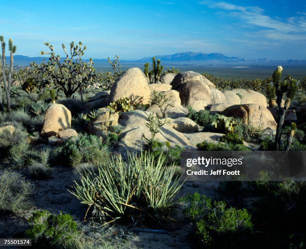 joshua tree, yucca and cina dome granite, mojave np preserve, ca usa - mojave yucca stock pictures, royalty-free photos & images