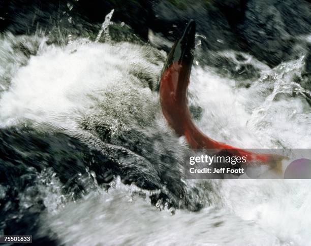 sockeye salmon jumping falls. canada - sockeye salmon stock pictures, royalty-free photos & images