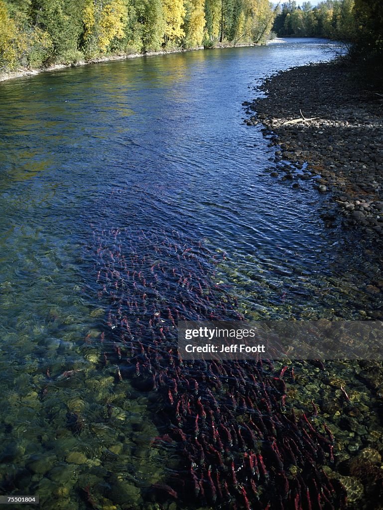 Sockeye salmon migrating. Canada