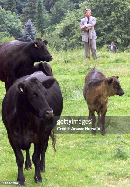 The Prince of Wales looks at some Aberdeen Angus cattle at Wotton Farm in Farley, Staffordshire on July 19th, 2002. At the Various in Farley, United...