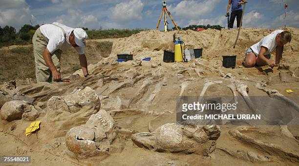 Archaeologists work 19 July 2007 at a dig near Wittstock, eastern Germany, on the uncovering of a mass grave of soldiers who died during the Thirty...