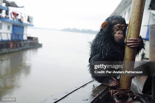 Dola, a chimpanzee, holds a pole after being washed by crewmembers on March 4, 2006 in Kisangani, in Congo, DRC. Dola was bought for US$ 25 by...