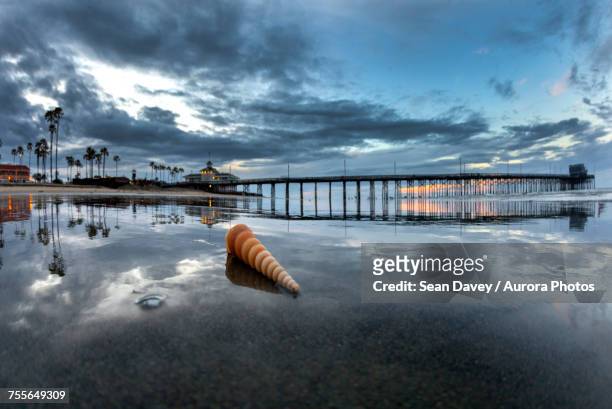 shell on beach during sunrise at newport pier, newport beach, usa - newport beach california fotografías e imágenes de stock