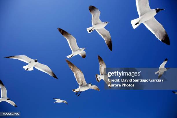 low angle view of seagulls flying in holbox island, quintana roo, yucatan peninsula, mexico - holbox island fotografías e imágenes de stock