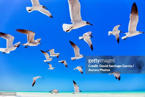 low angle view of seagulls flying in holbox island, quintana roo, yucatan peninsula, mexico - holbox island fotografías e imágenes de stock