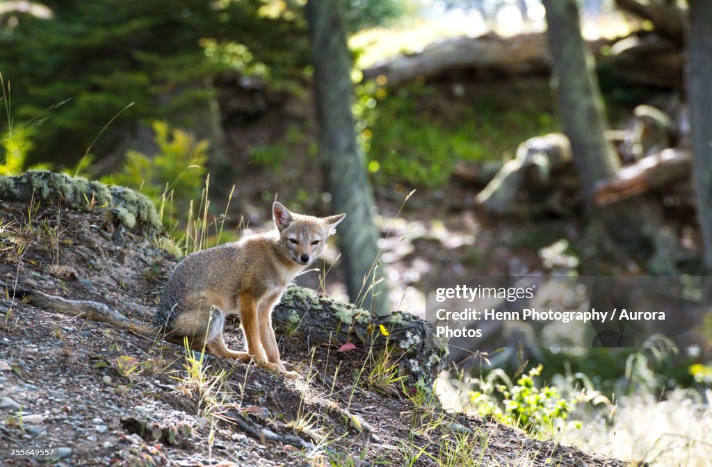 South American gray fox (Lycalopex griseus) in Ushuaia, Tierra del Fuego Province, Argentina