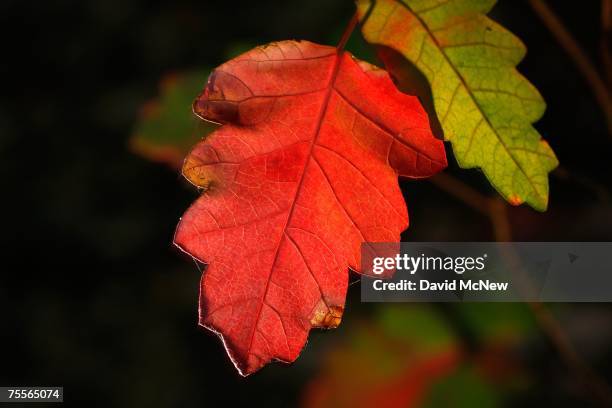 Poison oak leaves turn red as fall-like colors appear in summer as vegetation in southern California's predominantly chaparral habitat dries rapidly...