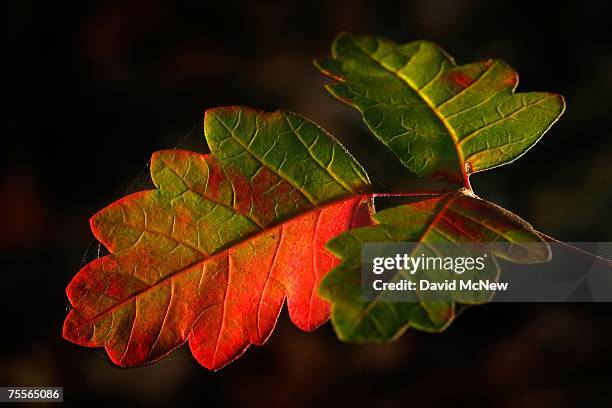 Poison oak leaves turn red as fall-like colors appear in summer as vegetation in southern California's predominantly chaparral habitat dries rapidly...