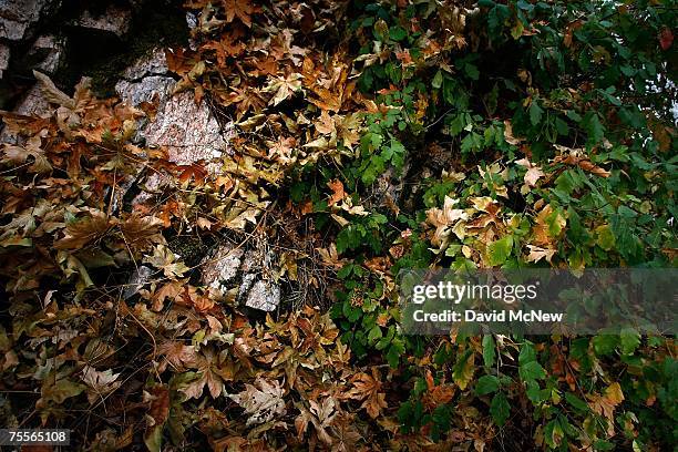 Dried leaves fall among green poison oak as fall-like colors appear in summer in southern California's predominantly chaparral habitat which is...