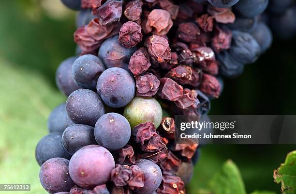 Sun burned grapes are seen in a vineyard of the Neusiedler See region on July 24, 2007 in Moenchhof, Austria. Unusually strong insolation in eastern...