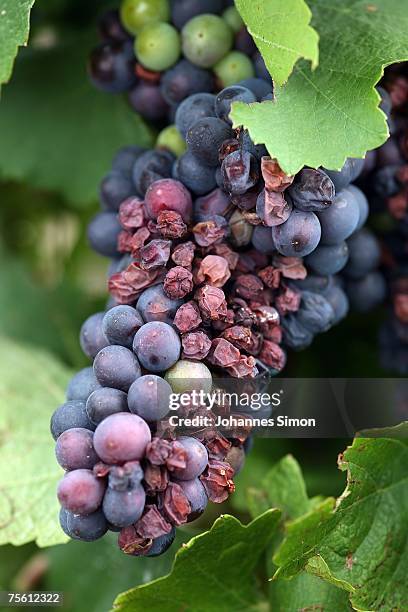 Sun burned grapes are seen in a vineyard of the Neusiedler See region on July 24, 2007 in Moenchhof, Austria. Unusually strong insolation in eastern...