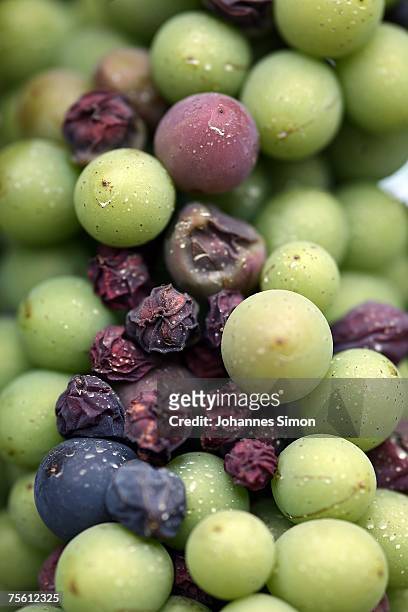 Sun burned grapes are seen in a vineyard of the Neusiedler See region on July 24, 2007 in Moenchhof, Austria. Unusually strong insolation in eastern...