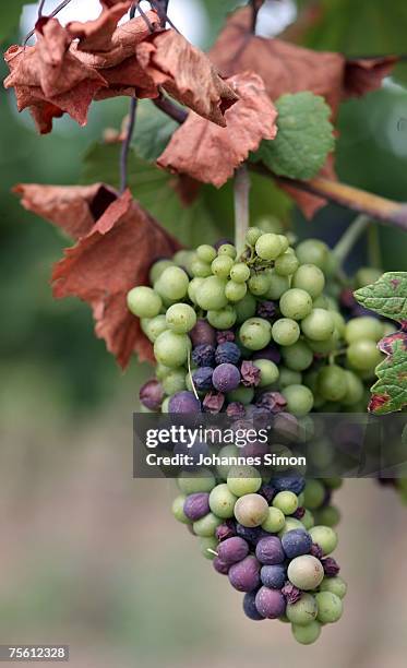 Sun burned grapes are seen in a vineyard of the Neusiedler See region on July 24, 2007 in Moenchhof, Austria. Unusually strong insolation in eastern...