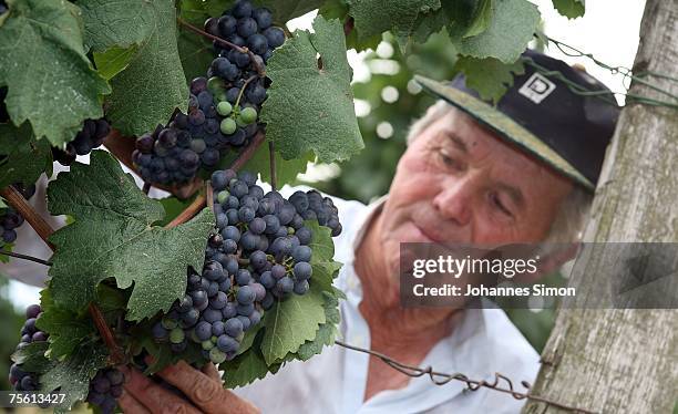 Winemaker Johann Finster looks at Zweigelt grapes in his vineyard of the Neusiedler See region on July 24, 2007 in Frauenkirchen, Austria. Unusually...