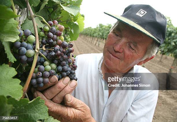 Winemaker Johann Finster looks at sun burnt Zweigelt grapes in his vineyard of the Neusiedler See region on July 24, 2007 in Frauenkirchen, Austria....