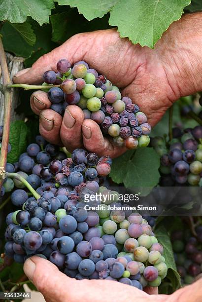 Winemaker Johann Finster shows sun burnt Zweigelt grapes in his vineyard of the Neusiedler See region on July 24, 2007 in Frauenkirchen, Austria....