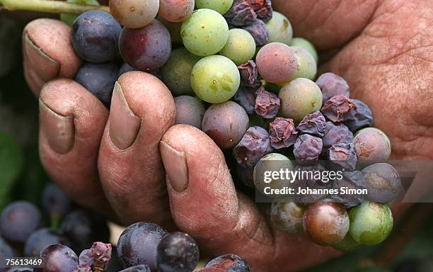 Winemaker Johann Finster shows sun burned Zweigelt grapes in his vineyard of the Neusiedler See region on July 24, 2007 in Frauenkirchen, Austria....