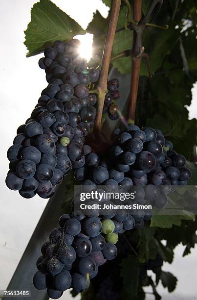 The sun shines over Zweigelt grapes in a vineyard near the Neusiedler See region on July 24, 2007 in Frauenkirchen, Austria. Unusually strong...