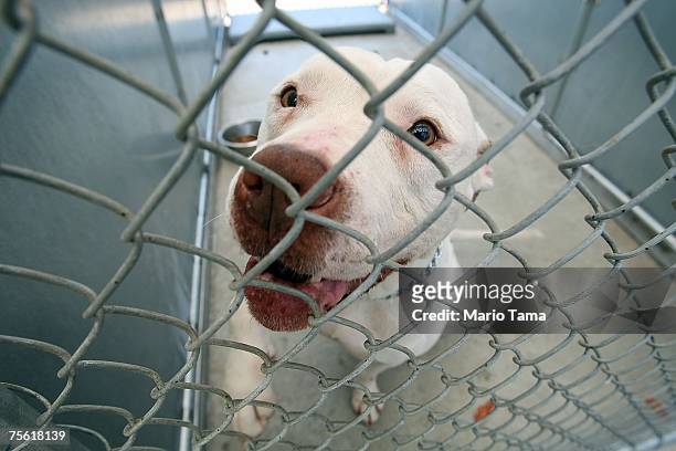 60 Liberty Humane Society Photos and Premium High Res Pictures - Getty  Images