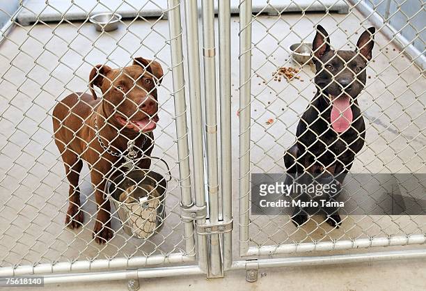 60 Liberty Humane Society Photos and Premium High Res Pictures - Getty  Images