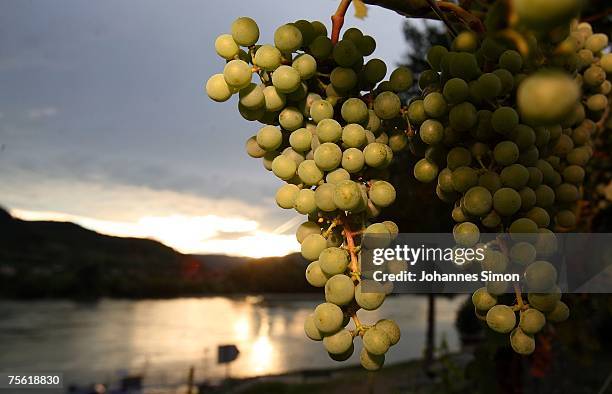 Grape is seen during sunset in a vineyard of the Danubian Wachau region on July 24, 2007 in Duernstein, Austria. Unusually strong insolation in...