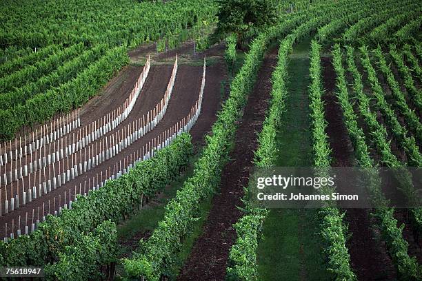 General view of a vineyard of the Danubian Wachau region on July 24, 2007 in Duernstein, Austria. Unusually strong insolation in eastern Austria has...