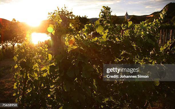 The sun sets over a vineyard of the Danubian Wachau region on July 24, 2007 in Duernstein, Austria. Unusually strong insolation in eastern Austria...