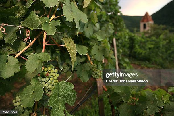 General view of a vineyard of the Danubian Wachau region July 24, 2007 in Duernstein, Austria. Unusually strong insolation in eastern Austria has...